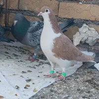 ساده سینه پشتی