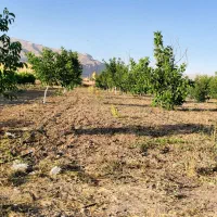 باغ-گردو