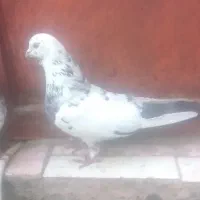 طوقی‌---دم‌سفیدمحدودصحنه