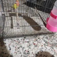 عروس  وطوطی شوش دانیال