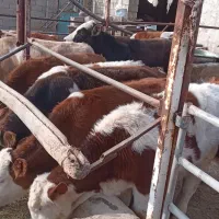 گوسالهسیمینتال|حیوانات مزرعه|بشاریات, |دیوار