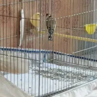 سهره بهاره ۲ساله