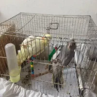 فروش عروس هلندی جفت نرو ماده