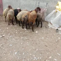 بره ماده مهربان