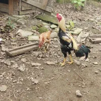 تخم لاری تخم برهمادوتاشم دارم|حیوانات مزرعه|آستارا, |دیوار