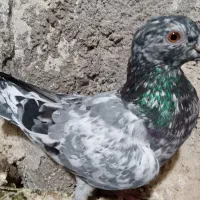 کبوتر پرنده بشرط|پرنده|الوند, |دیوار