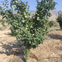 فروش باغ|فروش زمین و ملک کلنگی|کیاسر, |دیوار