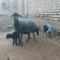میش بره بز|حیوانات مزرعه|قم, صفاشهر|دیوار