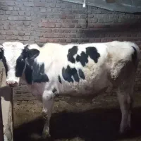 گوساله نر جنس