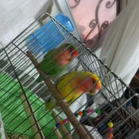 یک جفت کوتوله مولد کار داده|پرنده|قم, میرزائیه|دیوار