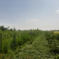 فروش باغ صنوبر 11 هزار متری با بر 150 متری