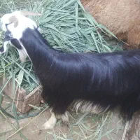 یک عدد بوز ماد جوان فروشی|حیوانات مزرعه|بندر امام خمینی, |دیوار