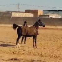 مادیون عرب معاوضه با نریون سواری دار