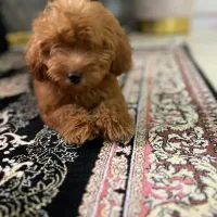 پودل ۳ ماهه