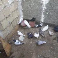 کفتر جفتگاه پرشی|پرنده|چناران, |دیوار