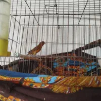 پرنده قناری|پرنده|نیریز, |دیوار