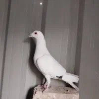 کبوتر پلاکی