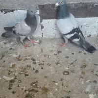 مجسمه ‌جفت سبز