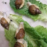 حلزون آلبینو نصف قیمت|خزنده|تبریز, |دیوار