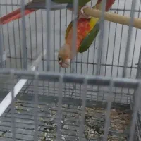 فروش دو عدد گرینچیک و دوعدد عروس