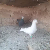 جفت نرماده|پرنده|تربت‌حیدریه, کوی شهید احمدزاده ملکی|دیوار