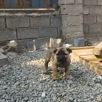 سگ سرابی|سگ|بابل, |دیوار