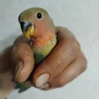 جوجه دو ماهه برزیلی از نژاد اوپال|پرنده|فردیس, سرحد آباد|دیوار