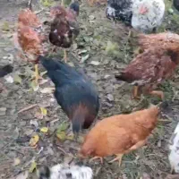 مرغ و خروس|حیوانات مزرعه|اقبالیه, |دیوار