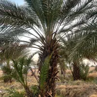زمین-کشاورزی-درخت-پیارم