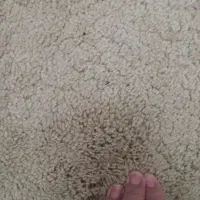 موکت پالاز ۲ سانتی