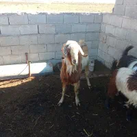 سلام دوستان تکه داشتی اگر کسی خواست در خدمتیم|حیوانات مزرعه|بهارستان, |دیوار