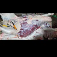 قصاب سیار بره گوساله منزل شما ( شیخی)