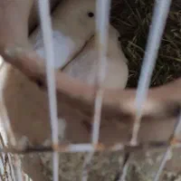 پرنده|پرنده|سرچهان, |دیوار