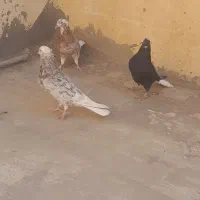 سه عدد دمسفید