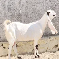 بز گلابی ابستن|حیوانات مزرعه|خورموج, |دیوار