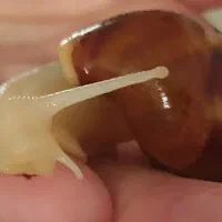 حلزون متوسط