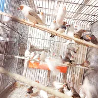 فنچ زبرا|پرنده|یاسوج, |دیوار