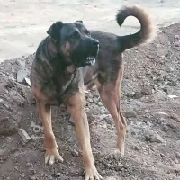 ۱۹ ماه از نسل ساری اکبر