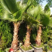 انواع گیاهان زینتی ب صورت عمده