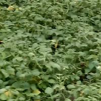 لوبیا چتی کوشا