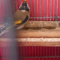 فروش سهره گل بلند جوجه سال|پرنده|شیراز, قلات|دیوار