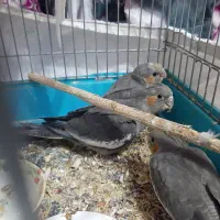 جوجه عروس هلندی|پرنده|اندیمشک, |دیوار