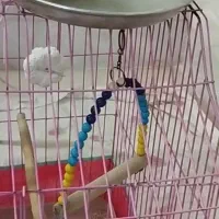 عروس هلندی لوتینو سرحال و بازیگوش