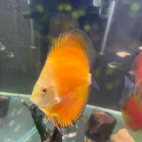 ماهی دیسکس|ماهی|تهران, جنت‌آباد جنوبی|دیوار