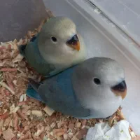 طوطی برزیلی اوپال