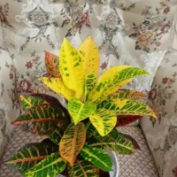 گل‌های زیبای آپارتمانی