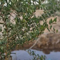 فروش-زمین-باغی-درگرگاب