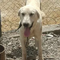 سگ پژدر برای قیمت فقط تماس|سگ|پیرانشهر, |دیوار