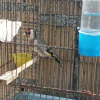 سهره جفتی|پرنده|دزفول, |دیوار