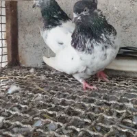 کبوتر کله دم سبز|پرنده|قائم‌شهر, |دیوار